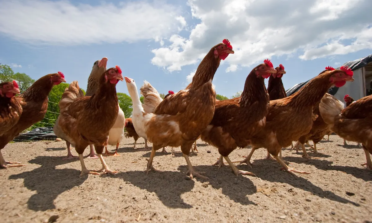 Poultry Nutrition and Feeds